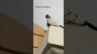 उड़ान वाला कबूतर उतर आया । कैसा कबूतर है यह । highflying pigeon 🐦 landing|| konsi nasal ka kabuter