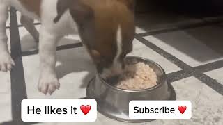 Morning Breakfast with 2 months Jack Russell | So cute and sweet