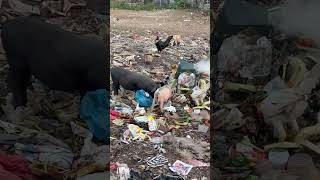 Animals eat Garbage #garbage #dirty #pigs #chicken #cow #india #bali