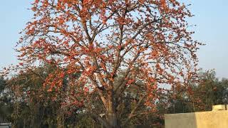 A Flowering Tree in Delhi, Which is it? Boojho to jaanein.