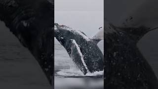 Humpback Whale #highlights #subscribe #whale #facts #shortsviral #trendingshorts  #shorts#shortsfeed