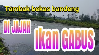 casting ikan gabus ditambak bandeng . JOSS TENAN