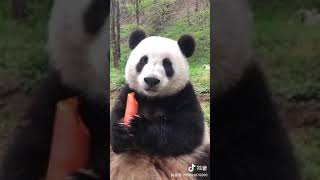 Baby Panda eating carrots