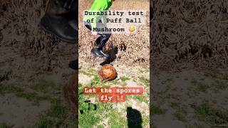 Puff ball durability Test !!  What do you YouTubers think will happen! #puffball #spores #durability