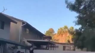 Two jump from roof to pool one misses