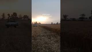 #thalvlog #punjabvlog#virlshorts #viralvideo  #pindawale #pindlife #pindvloge #village #villagelife