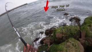 Live shrimp over rock structure & This Happened