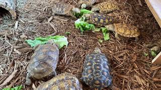 🐢🥞Pancake tortoise laying eggs!!!