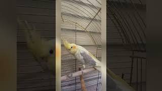 #MyCockatiel #FunnyParrot #Cockatiel #FunnyCockatiel #Parrot #Корелла