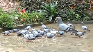 Feeding the pigeons in Nepal