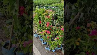 Muchisha wholesale nursery 9038467444