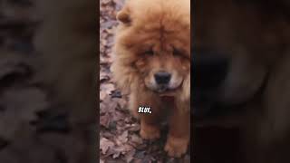 Meet The Adorable Chow Chow