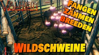 Wildschweine Zähmen & Breeden | Valheim Guide #shorts