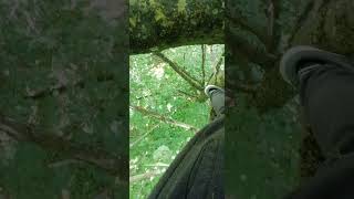 Dropping Branch From High Up 🌳🌿