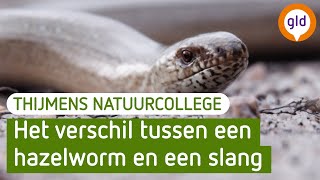 De hazelworm: een pootloze hagedis | Thijmens Natuurcollege | BuitenGewoon