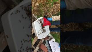 Testing bees APHIS national survey