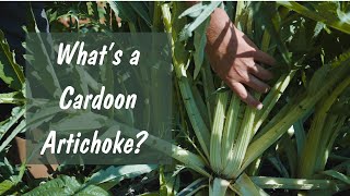 What is a Cardoon Artichoke?