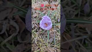 100 Year old Crocus Flowers