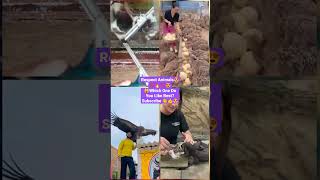 Try Not To Laugh Challenge The best and funniest pets in the world#shorts #tiktok #viral #ytshorts