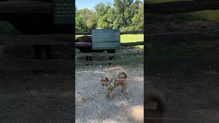 Mr.Potato visited Mount Vernon #cutedog #dog #dogs