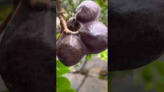 PENAMPAKAN BUAH JENGKOL DARI POHON #shorts #viral #pohon #tanaman #buah #sayur #jengkol #videos #yes