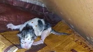 new born kitten Flea Popping #ep:77