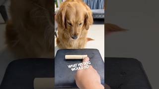 This dog shares his treat with his little pig friend 👏