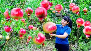 How to Harvest Pomegranate, goes To Market Sell - Harvesting and Cooking |Tieu Vy Daily Life