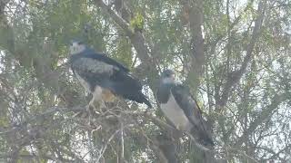 Águila mora (Geranoaetus melanoleucus)