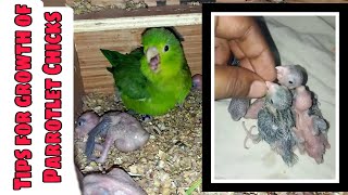 Tips for Healthy Growth of Pacific Parrotlet Chicks || All About Pets (Hindi)