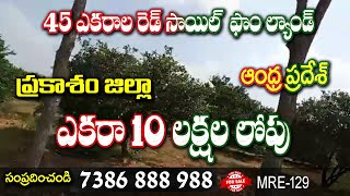 45 Acres || Farm  Land for sale || 10 Lakhs per Acre | Near Kanigiri| 7386888988 |#MadhavTv| MRE-129