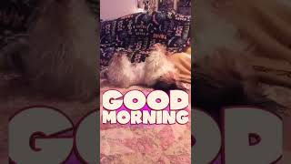 😆FUNNY DOG l GOOD MORNING: The BEST of PoochieCuture SHORT Videos!