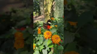 Summer at the Saint Louis Zoo