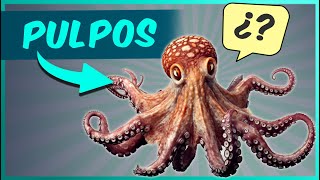 Curiosidades QUE NO SABES Sobre los PULPOS 🦑