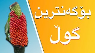 بۆگەنترین گوڵی جیهان