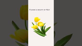 bouquet spring yellow tulips white #adobeaftereffects #socialmediagraphic #socialmediacontent