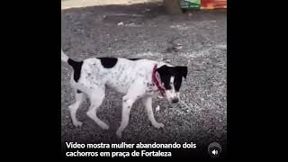 MULHER É FLAGRADA ABANDONANDO DOIS CACHORRINHOS EM FORTALEZA-CE.