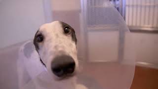 Paul O'Grady: For the Love of Dogs | Episode 5 | Clip