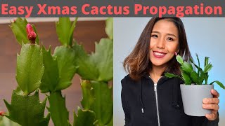 Christmas Cactus easy care and propagation | Schlumbergera propagation