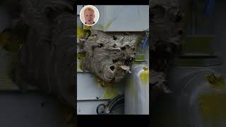 Paintball vs Wasps Nest | Joe Reviews Stuff