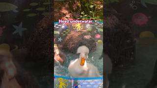 Duck does a quick head dive underwater 🦆#animallover #duck #ducklover #ducklove #pets #petsvlog