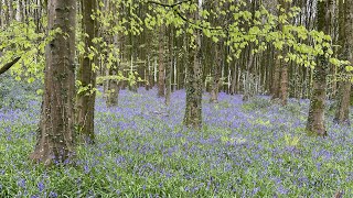 Bluebell woods Wells Somerset 2024 #somerset #bluebells #walk #Wells