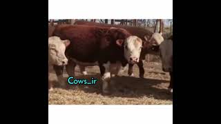 Cow group Best Animals compilation 2021| #shorts | Top Viral Animal Videos