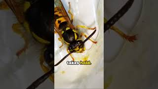 Drunk Wasps: A Buzzing Phenomenon [fact]