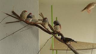 Zebra finches drying after bath in slow motion