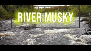 Shallow River Musky | (The best kind of musky)