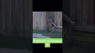 Я добрый не кусаюсь