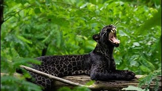 Black leopard at pench National Park | Unseen Rare Black Leopard | National park Maharashtra tour