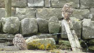 Two Little Owls 🦉 🦉 in the daytime