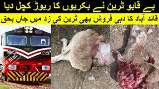 An uncontrolled train crushed a herd of goats | قائد آباد کا دہی فروش بھی ٹرین کی زد میں جاں بحق